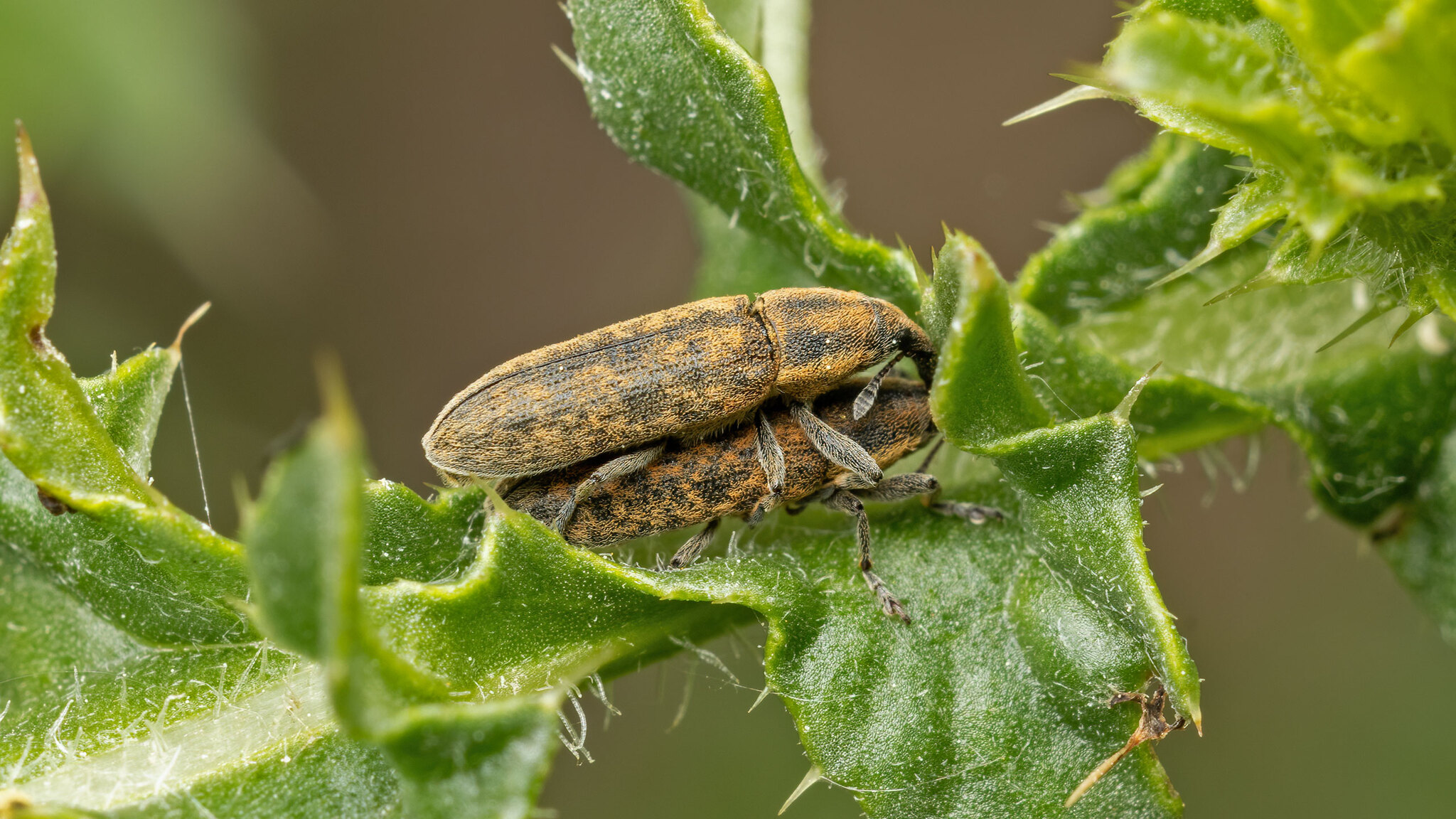 Curculionidae Lixus