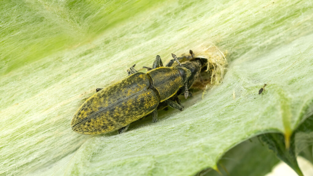 Curculionidae Lixus cardui