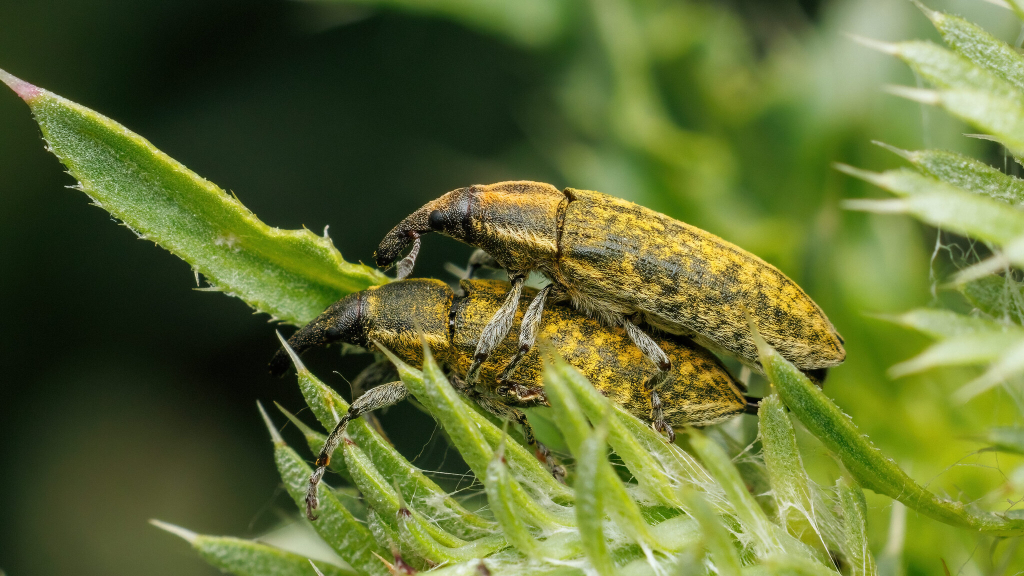 Lixus filiformis