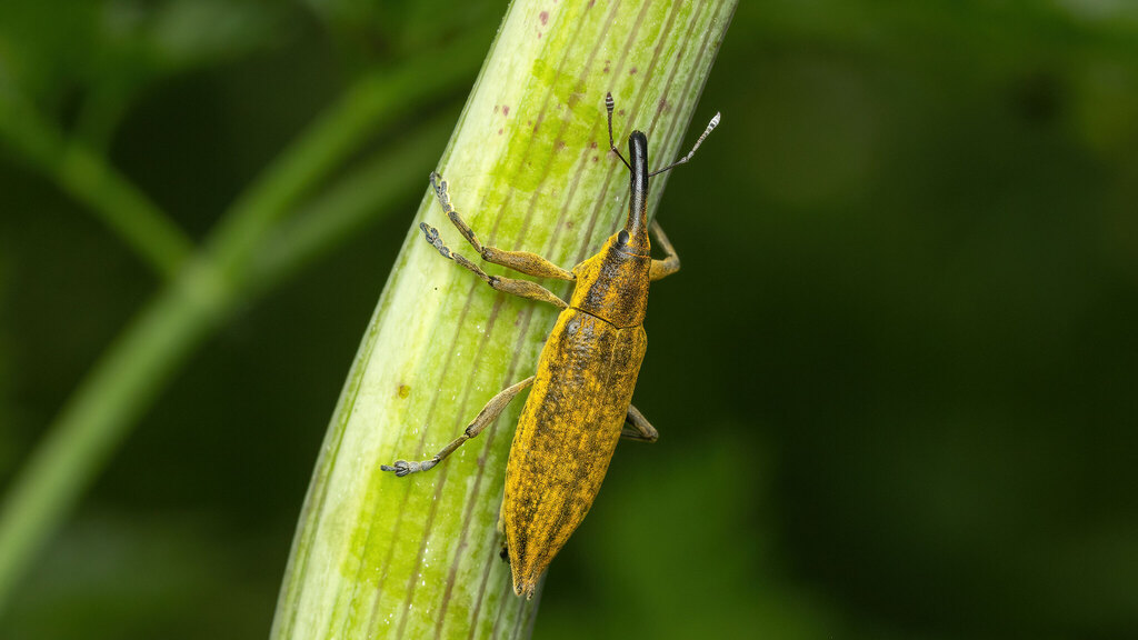 Curculionidae Lixus iridis