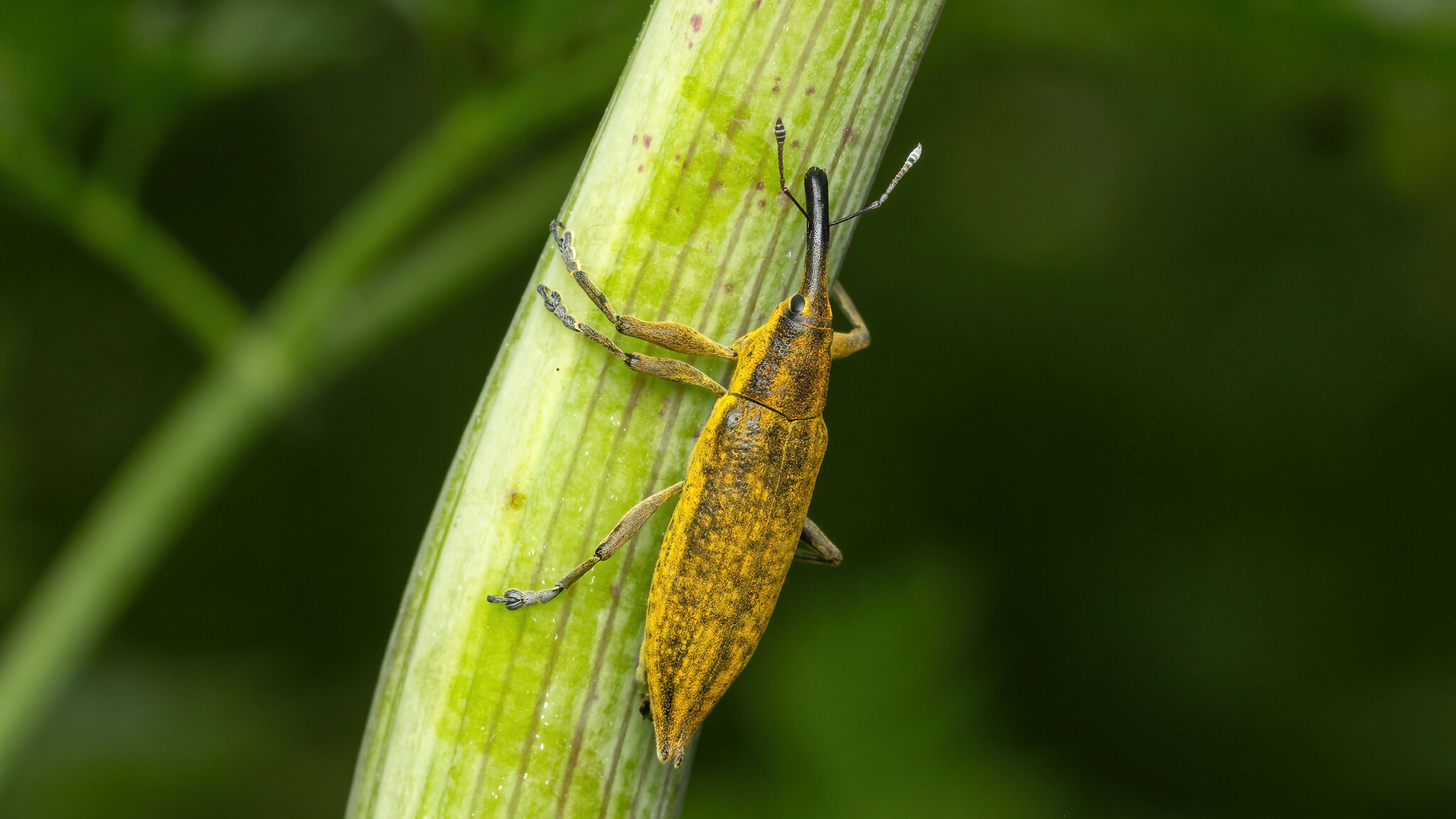 Curculionidae Lixus iridis