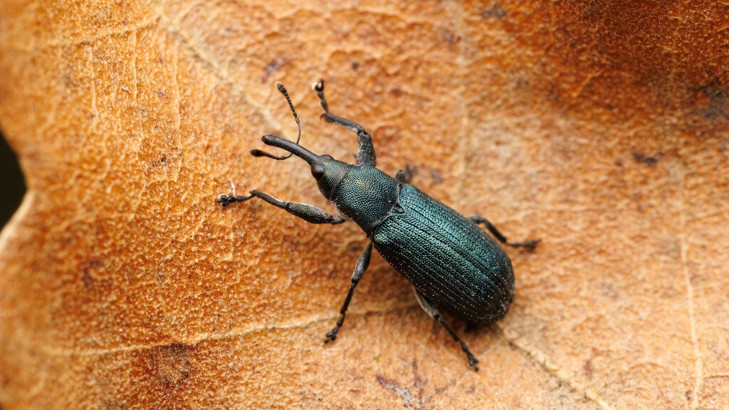 Curculionidae Magdalis phlegmatica