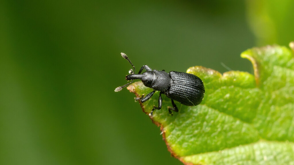 Curculionidae Magdalis ruficornis