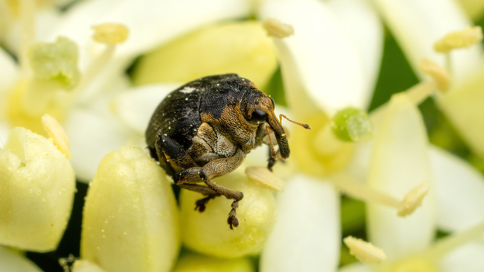 Curculionidae Mononychus punctumalbum
