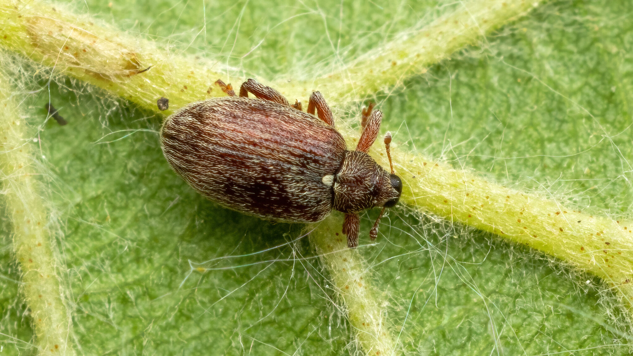 Curculionidae Orchestes testaceus