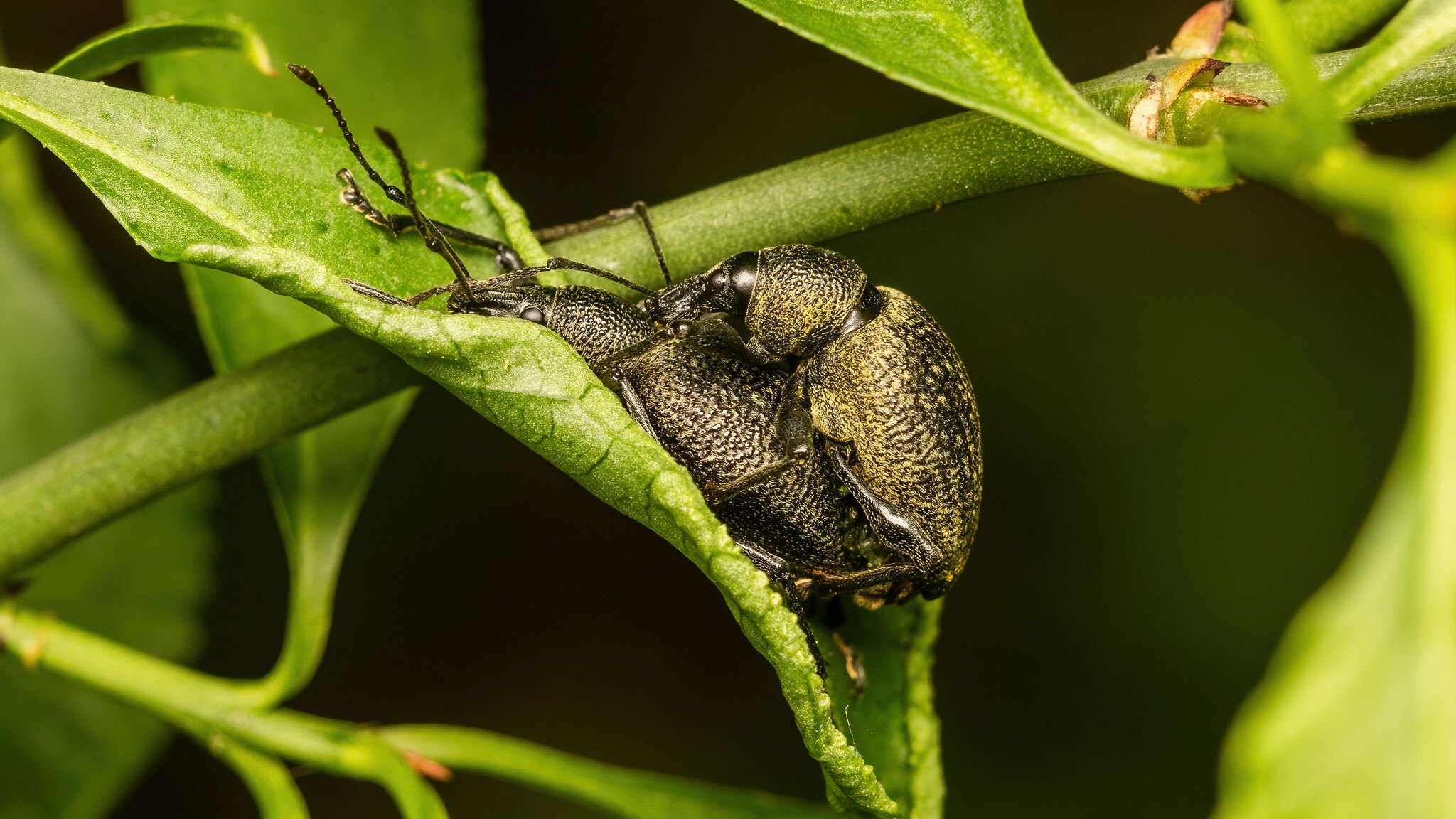 Curculionidae Otiorhynchus