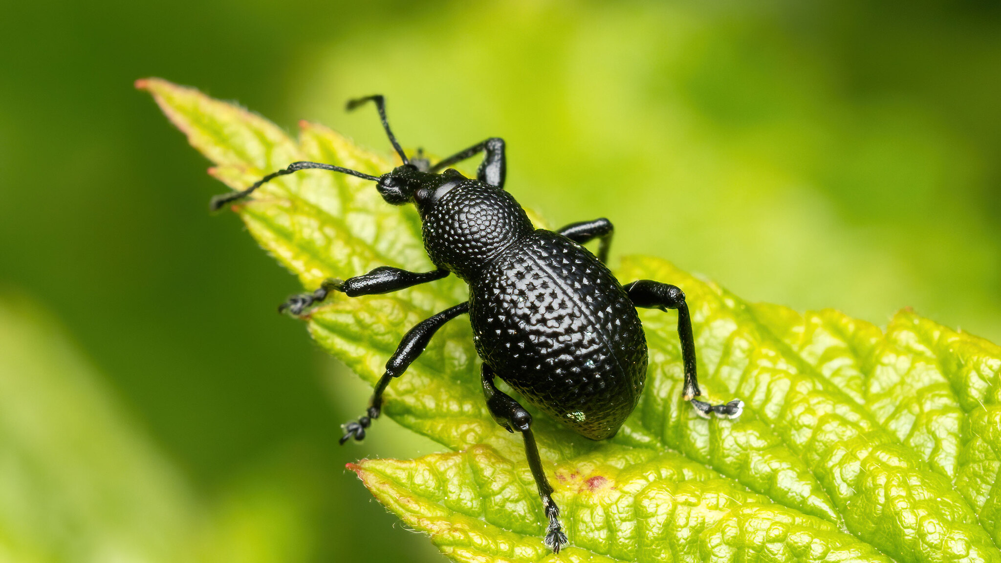 Curculionidae Otiorhynchus gemmatus