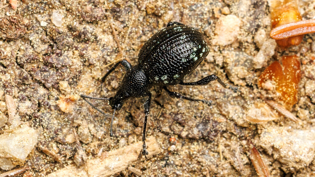 Curculionidae Otiorhynchus gemmatus