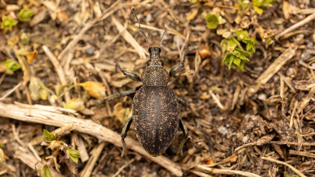 Curculionidae Otiorhynchus ligustici