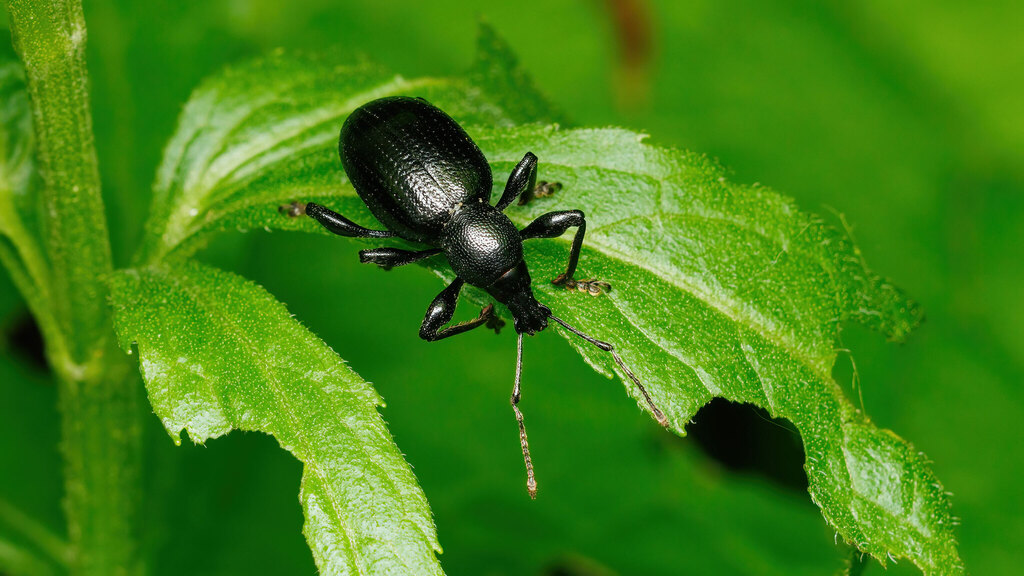 Curculionidae Otiorhynchus morio