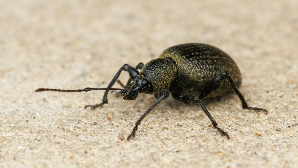 Otiorhynchus pseudonothus