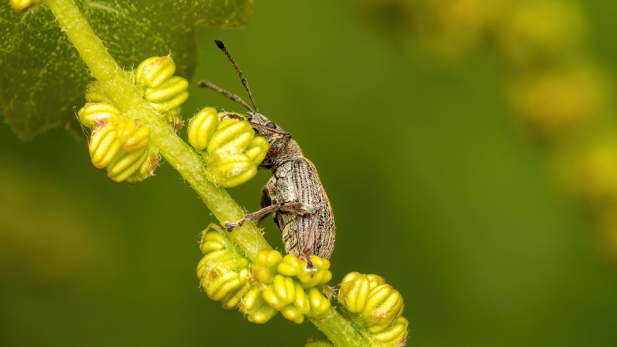 Curculionidae Phyllobius