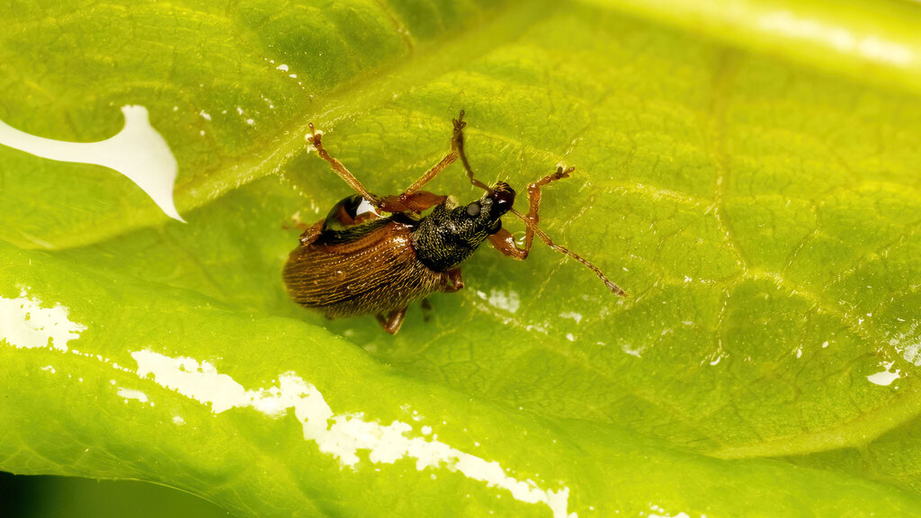 Curculionidae Phyllobius oblongus