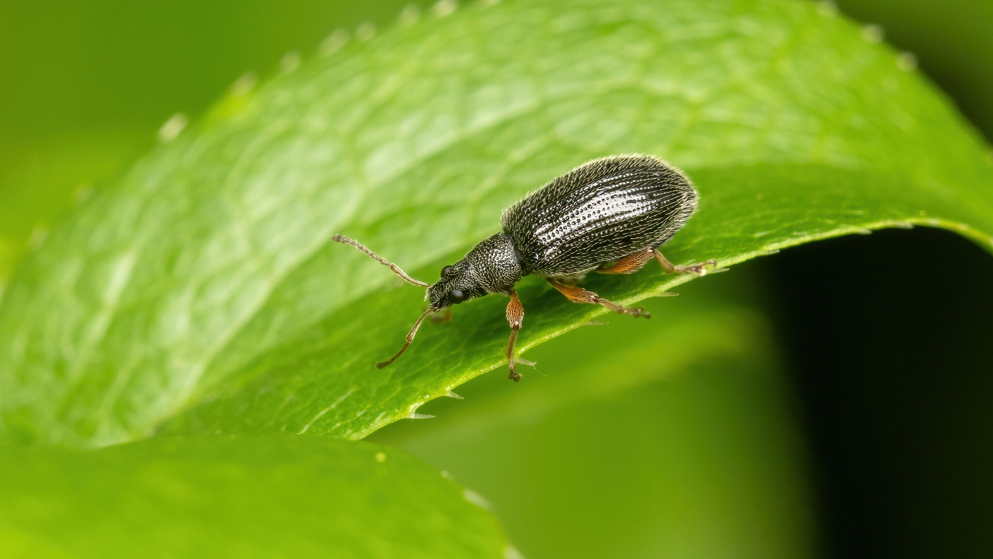 Curculionidae Phyllobius oblongus