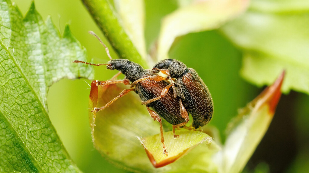Curculionidae Phyllobius oblongus