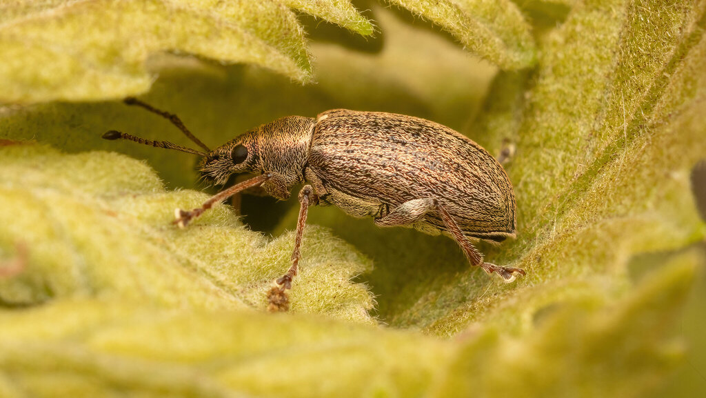Curculionidae Phyllobius pyri