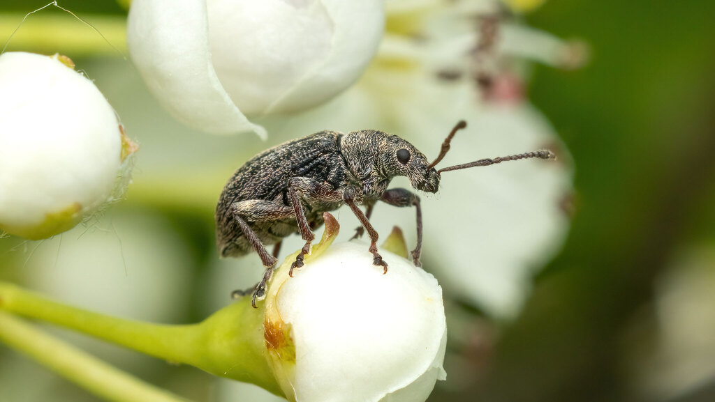 Curculionidae Phyllobius pyri