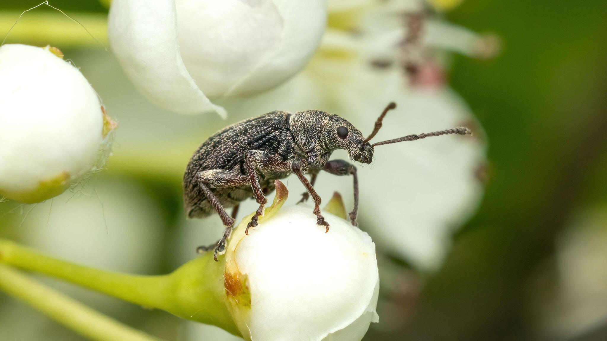 Curculionidae Phyllobius pyri