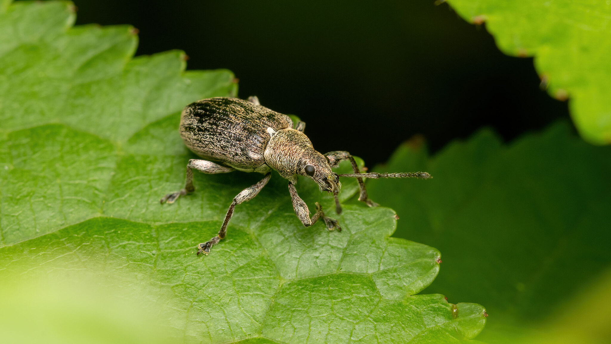 Curculionidae Phyllobius pyri