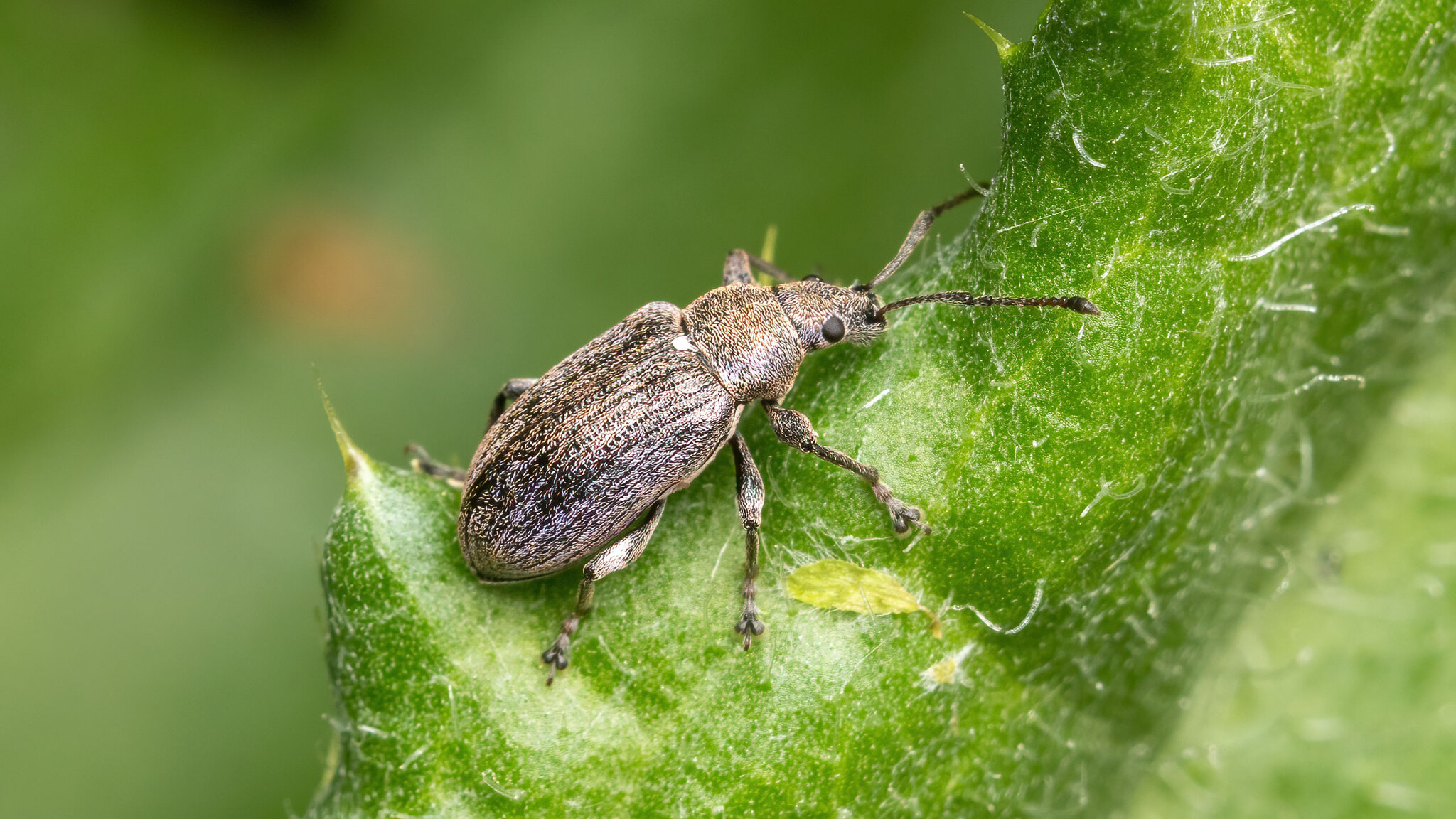 Curculionidae Phyllobius pyri