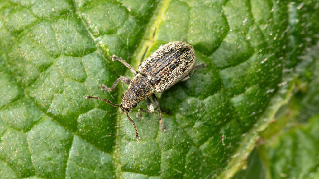 Curculionidae Phyllobius pyri