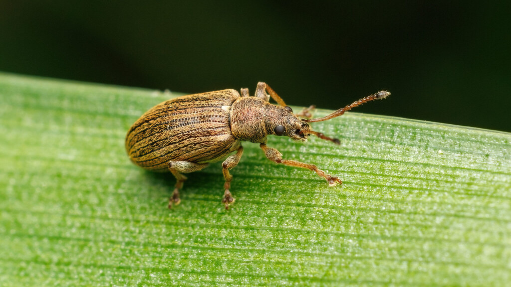 Curculionidae Phyllobius pyri
