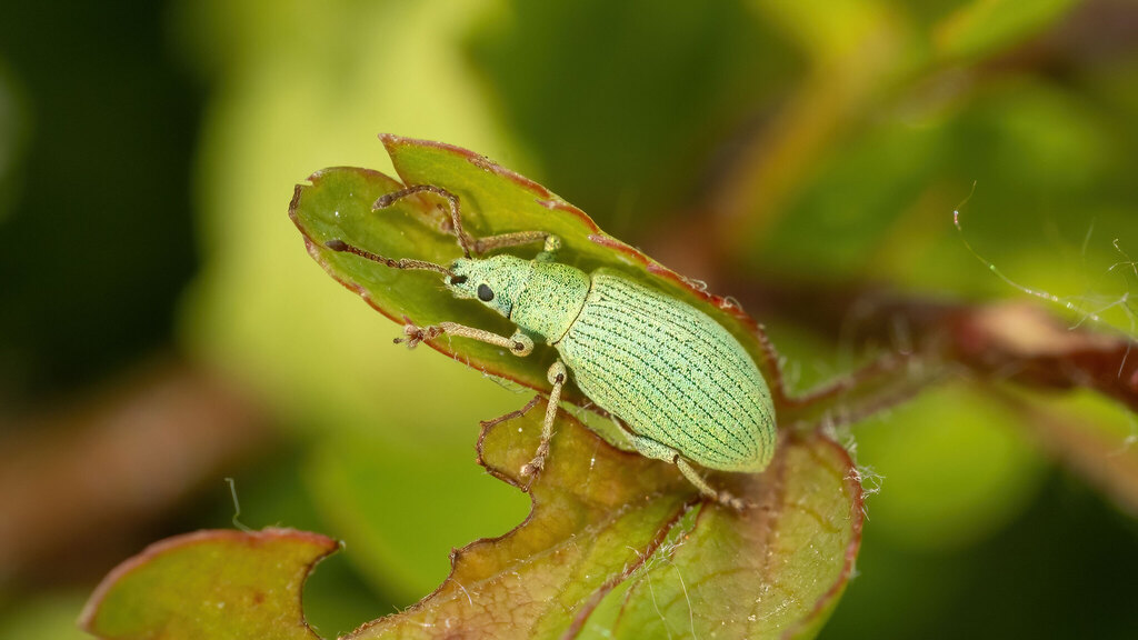 Curculionidae Phyllobius virideaeris