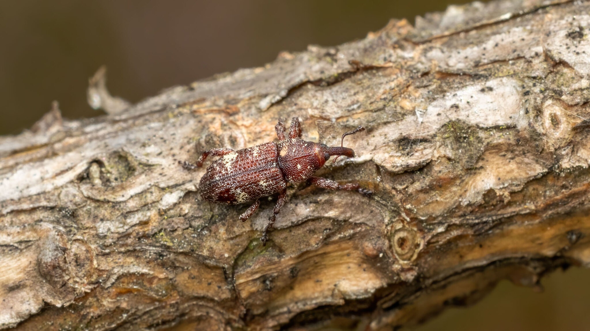 Curculionidae Pissodes validirostris