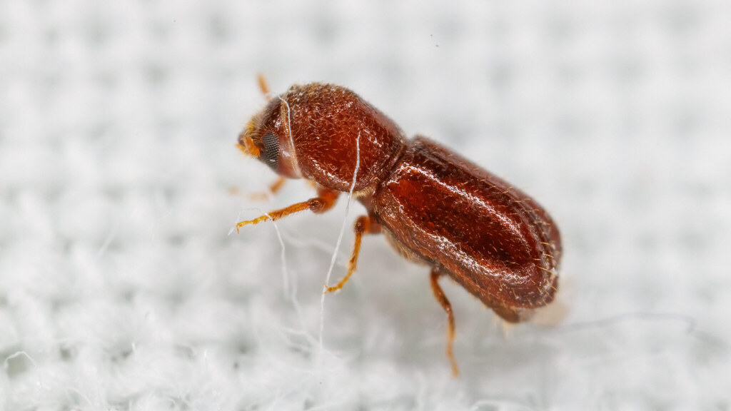 Curculionidae Pityophthorus