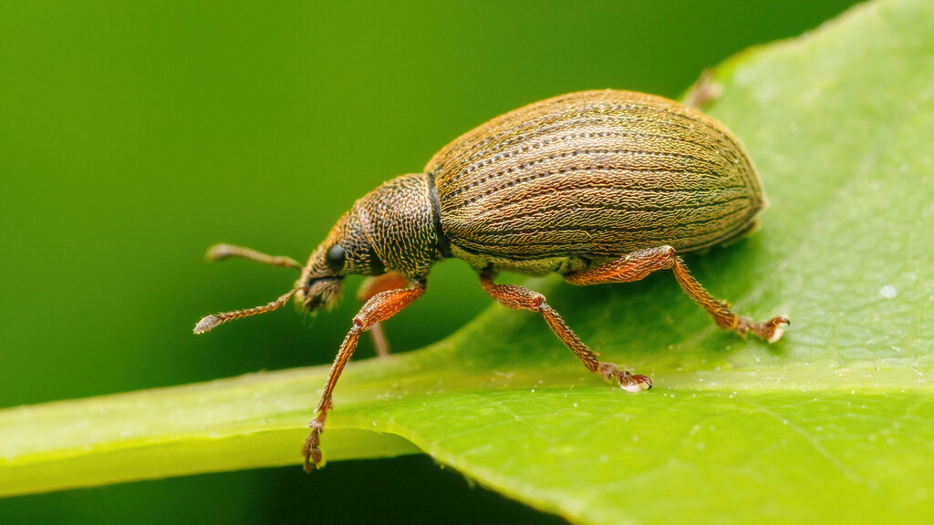 Curculionidae Polydrusus mollis
