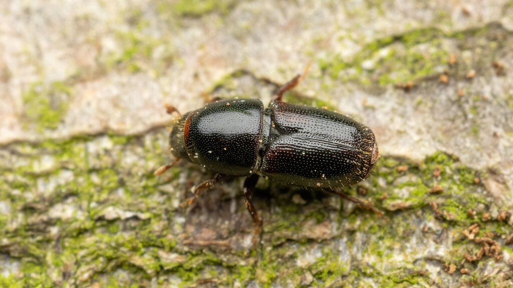Curculionidae Scolytinae