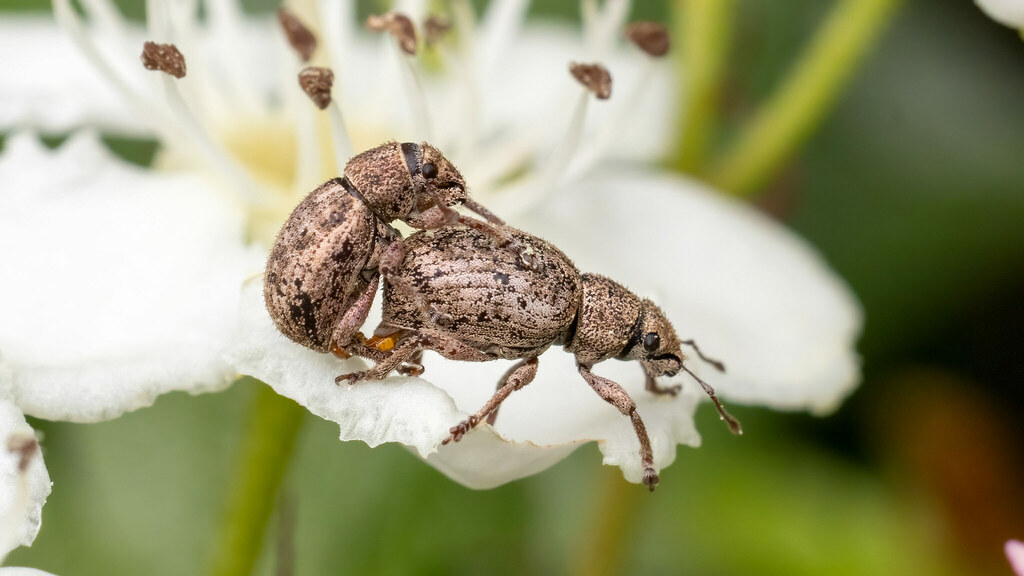 Curculionidae Strophosoma capitatum