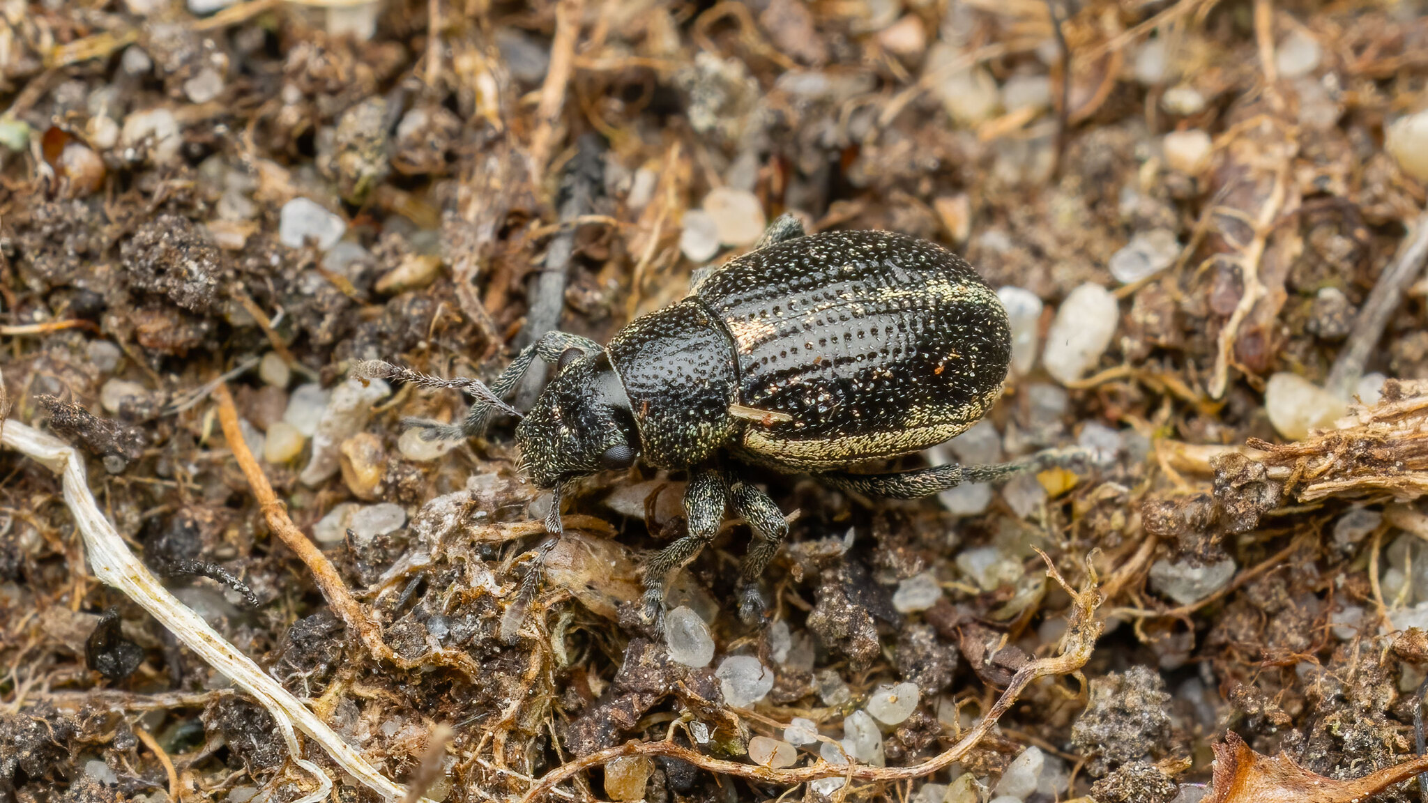 Curculionidae Strophosoma sus
