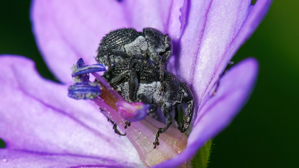 Curculionidae Zacladus geranii