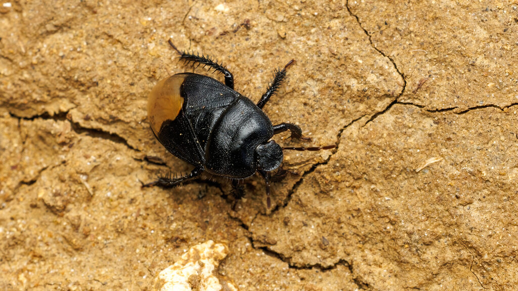 Cydnidae Cydnus aterrimus