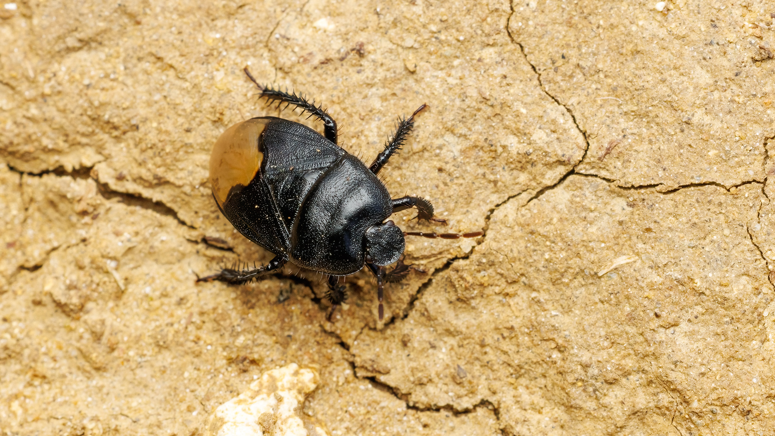 Cydnidae Cydnus aterrimus