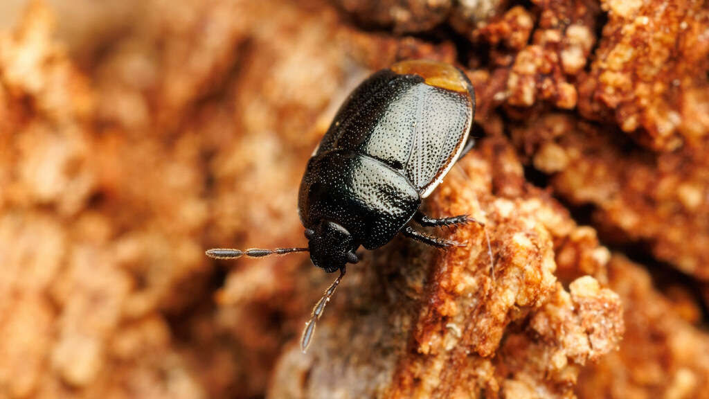 Cydnidae Legnotus limbosus