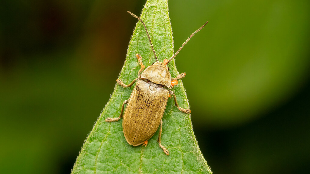 Dascillidae Dascillus cervinus