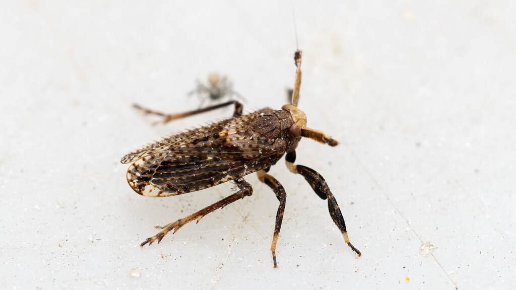 Delphacidae Asiraca clavicornis