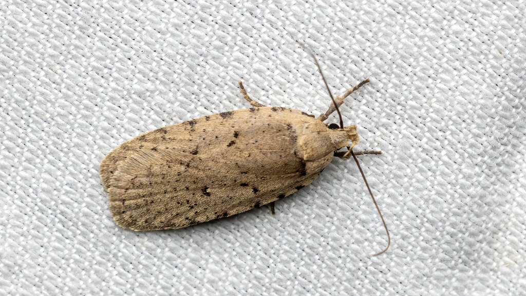 Depressariidae Agonopterix