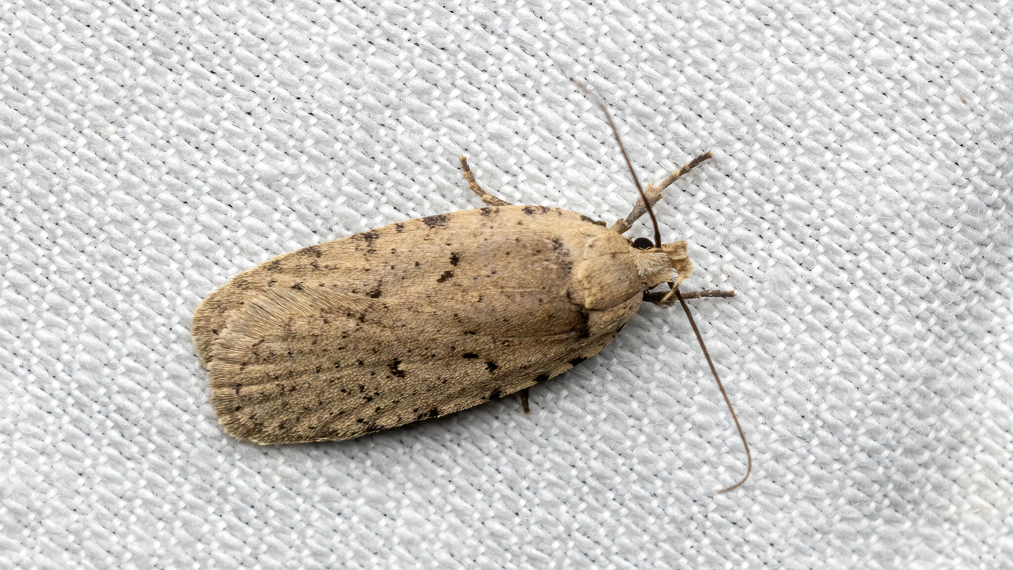 Depressariidae Agonopterix