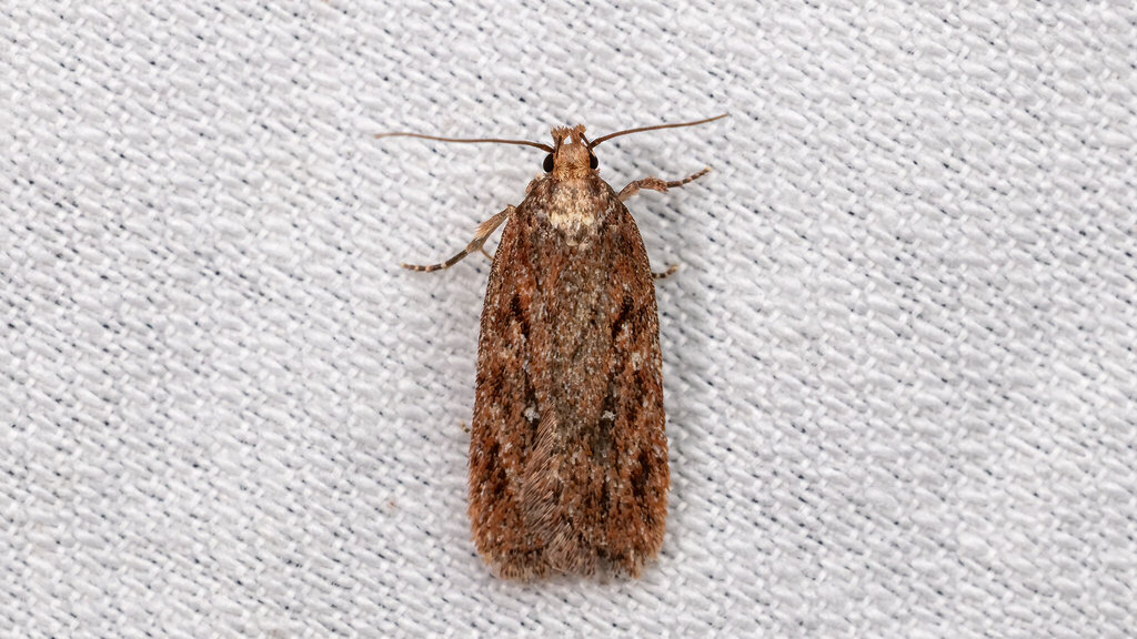 Depressariidae Depressaria albipunctella