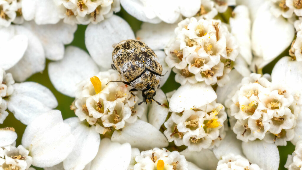 Dermestidae Anthrenus verbasci