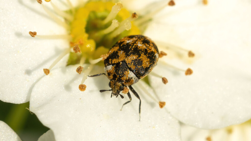 Dermestidae Anthrenus verbasci