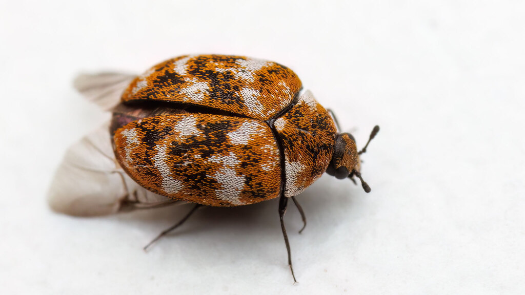 Dermestidae Anthrenus verbasci