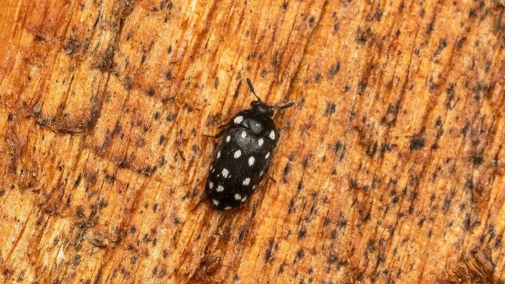 Dermestidae Paranovelsis punctatus