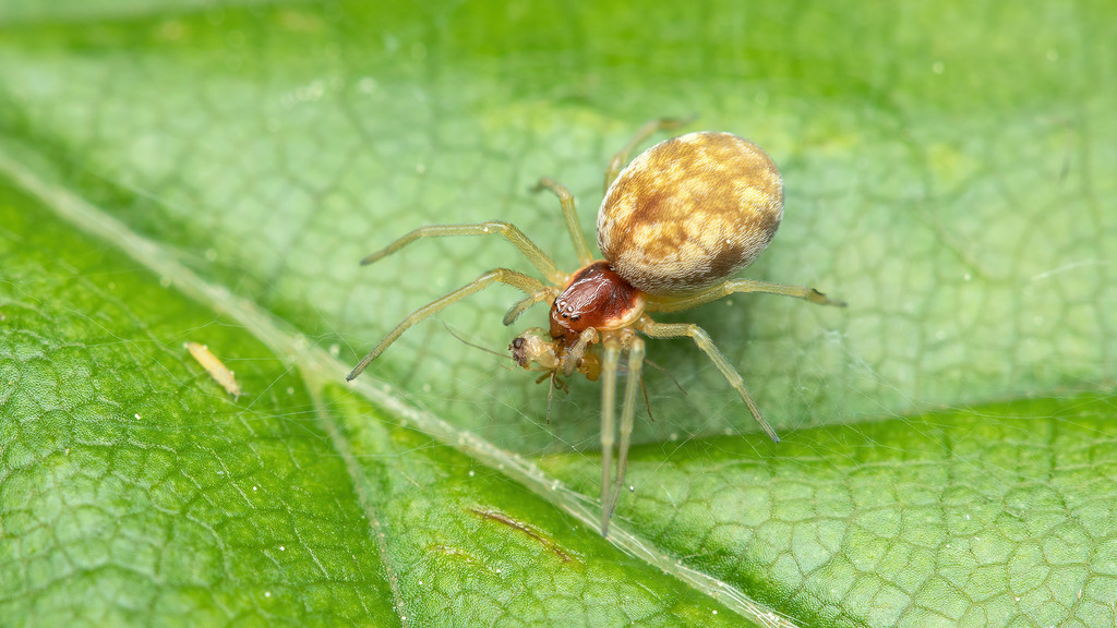Dictynidae Nigma flavescens
