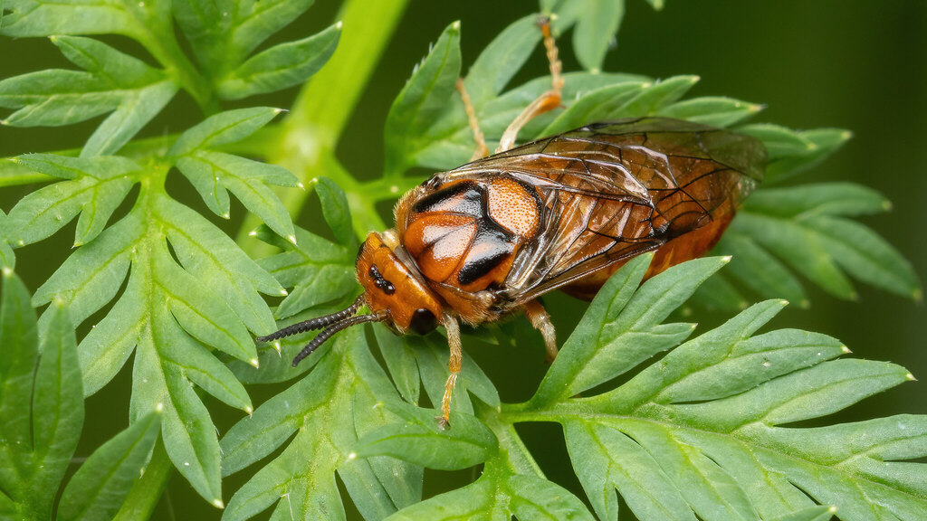 Diprionidae Gilpinia socia