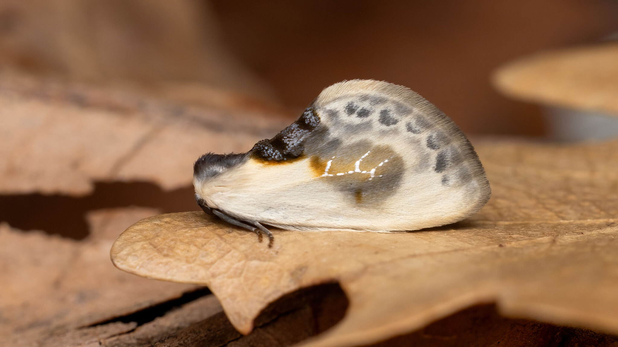 Drepanidae Cilix glaucata