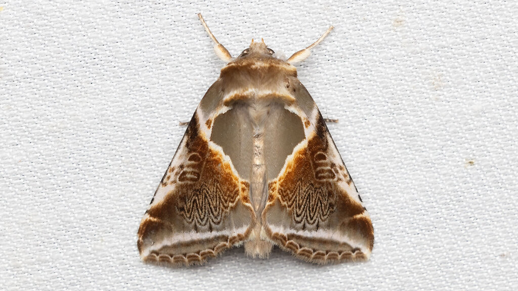 Drepanidae Habrosyne pyritoides